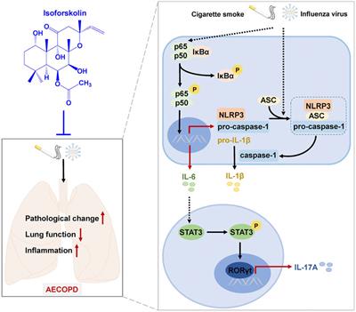 Isoforskolin Alleviates AECOPD by Improving Pulmonary Function and Attenuating Inflammation Which Involves Downregulation of Th17/IL-17A and NF-κB/NLRP3